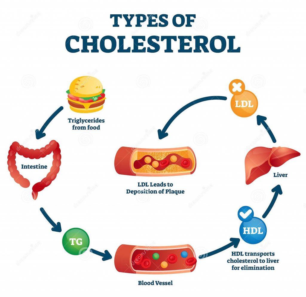 high-cholesterol-what-is-cholesterol-everything-we-need-to-know-about