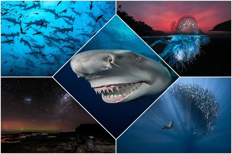 Impressive Images Of The Finalist Of The 2021 Ocean Photography Competition