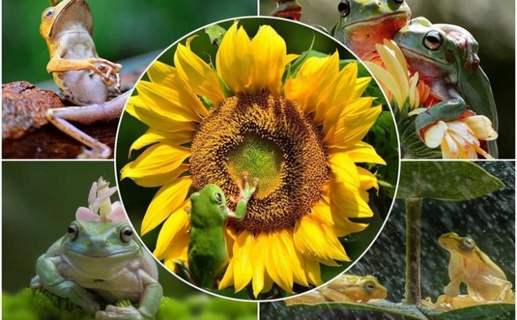 Interesting And Spectacular Images Of Frogs In Indonesian Nature
