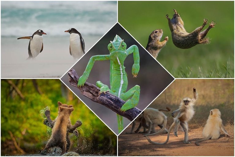 The Finalists Of The 2021 Wildlife Comedy Photography Competition