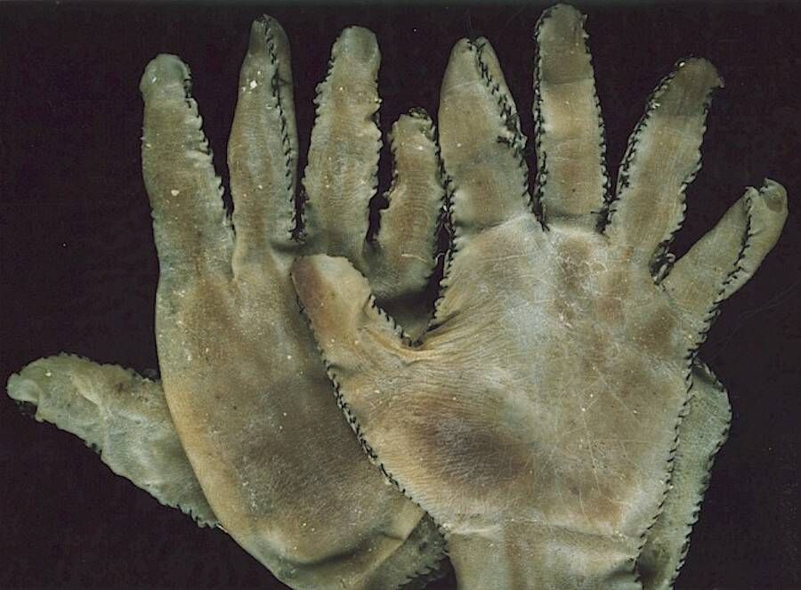 Ed Gain human skin gloves