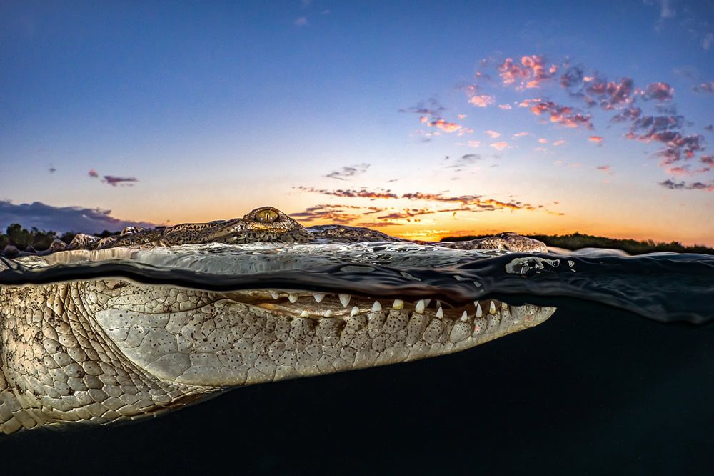 Finalists for the 2021 Ocean Photography Competition