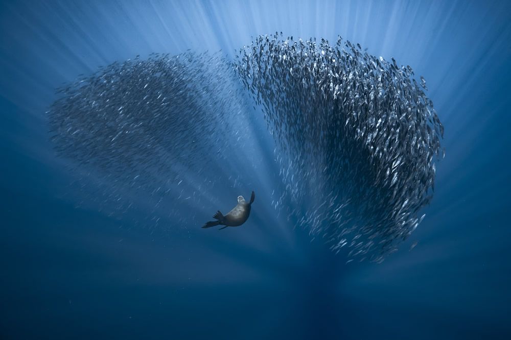 Finalists for the 2021 Ocean Photography Competition