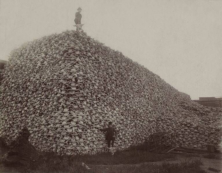 The American Buffalo Massacre