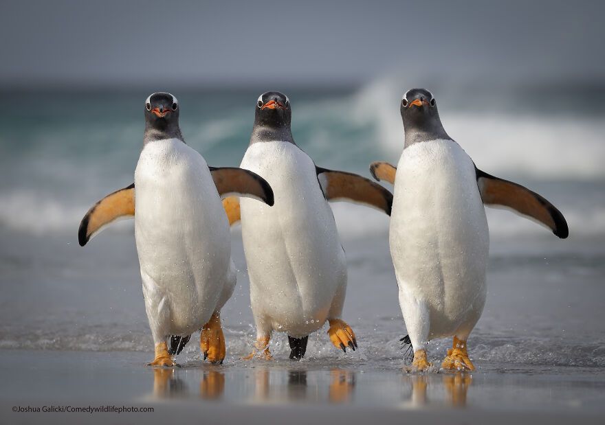 Winners of the 2021 Wildlife Comedy Photography Competition