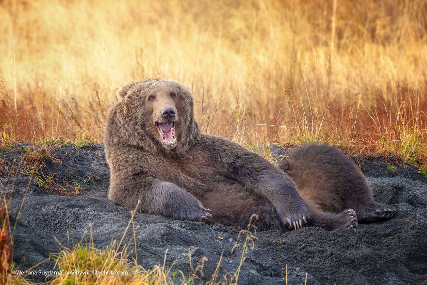 Winners of the 2021 Wildlife Comedy Photography Competition