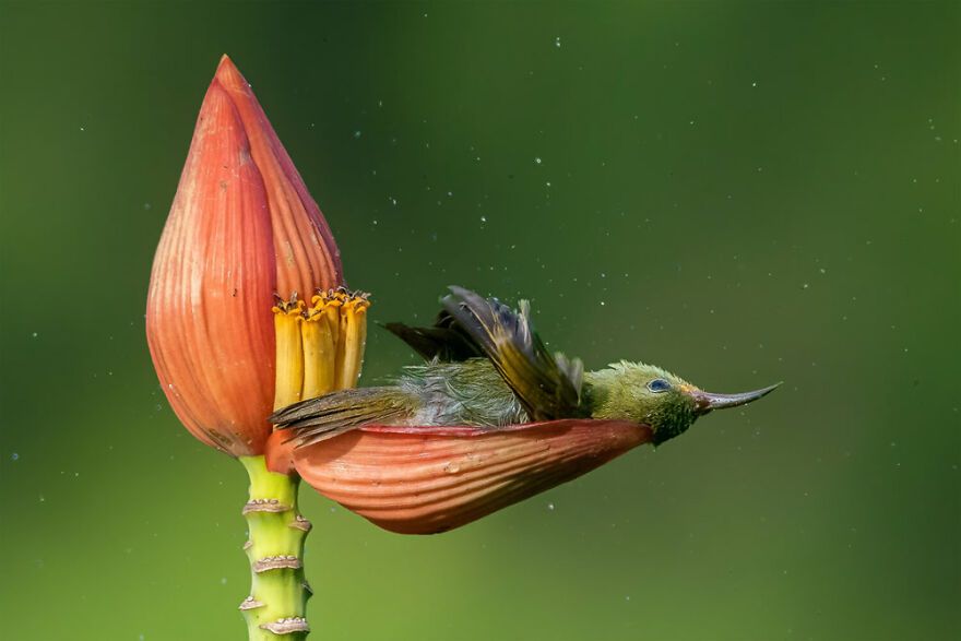 Winners of the Bird Photographer of the Year 2021 competition
