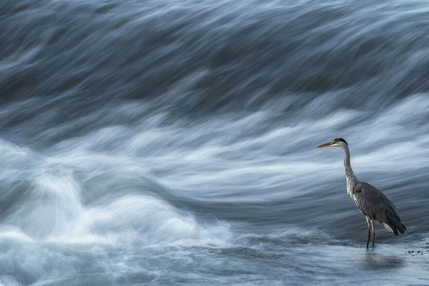 Winners of the Bird Photographer of the Year 2021 competition
