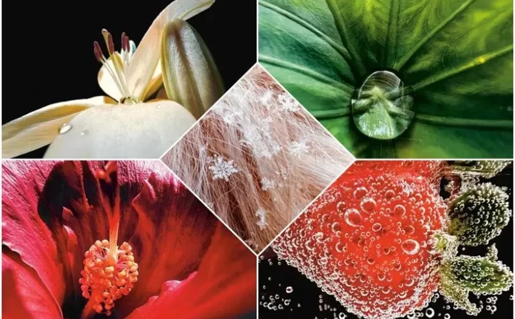 Pictures Of The Winners Of The 2022 iPhone Macro Photography Challenge