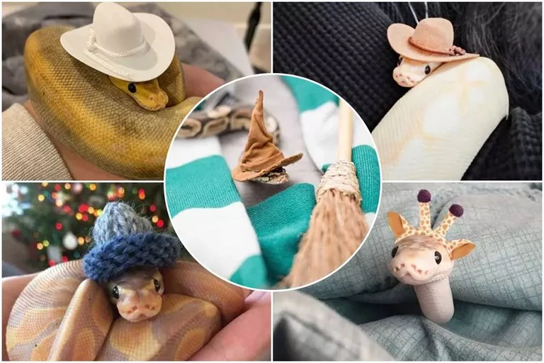 A Hat For Snakes; Different Images Of Snakes Wearing Hats