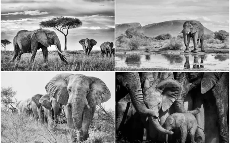 Black And White Images Of The Glory Of African Elephants