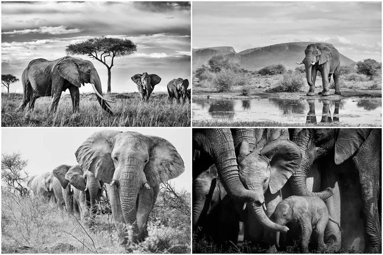 Black And White Images Of The Glory Of African Elephants