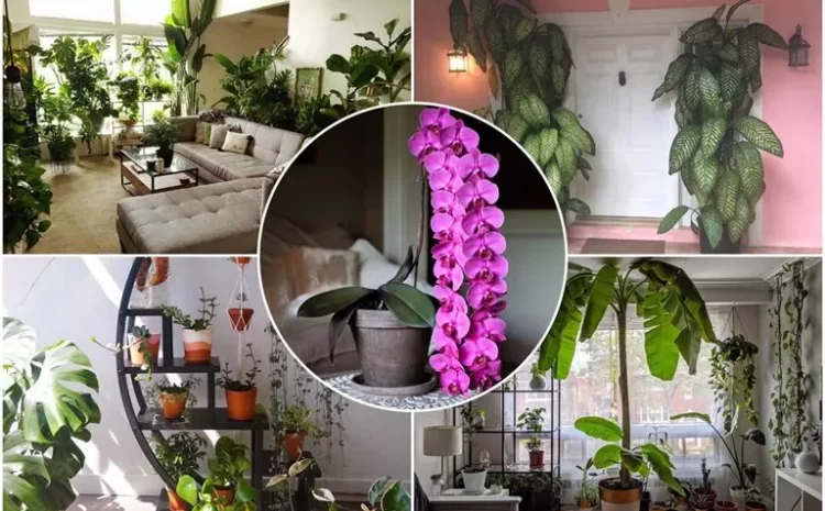Encouraging Pictures Of Lush Houseplants