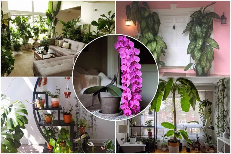 Encouraging Pictures Of Lush Houseplants
