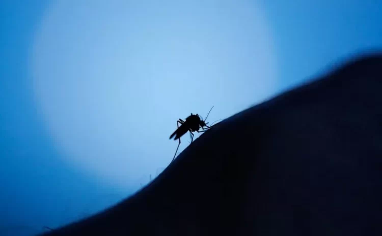 How Do Mosquitoes Find Humans To Bite?