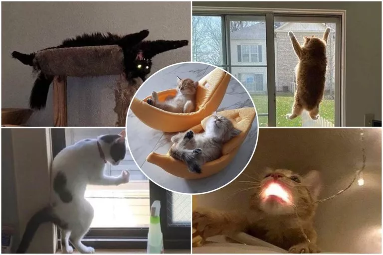 Interesting Pictures Of Amazing Behaviors Of Cats