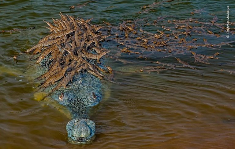 Pictures Of A Father Riding A Crocodile To His Babies In The Indian River