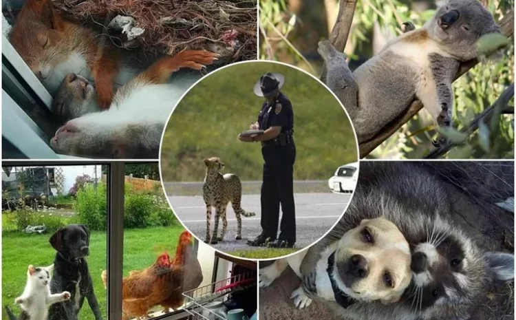 Random Images Of Animal Behavior; What Goes On In The Minds Of Animals?