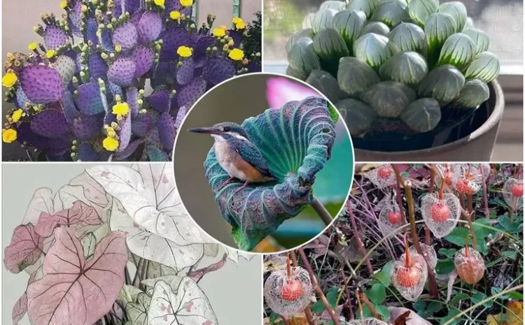 Spectacular Images Of Rare And Strange Plants