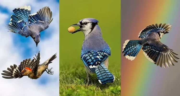 Spectacular Images Of The Natural Life Of Free Birds