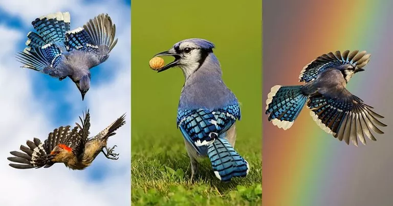 Spectacular Images Of The Natural Life Of Free Birds