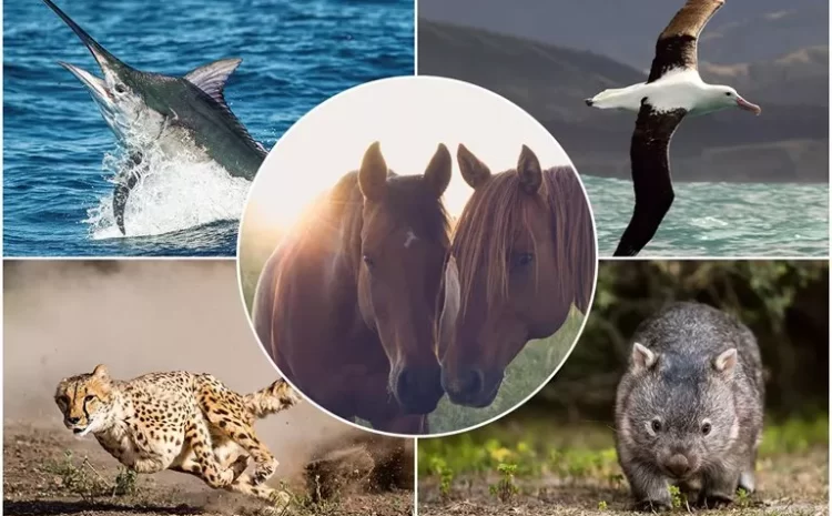 What Are The Fastest Animals In The World?