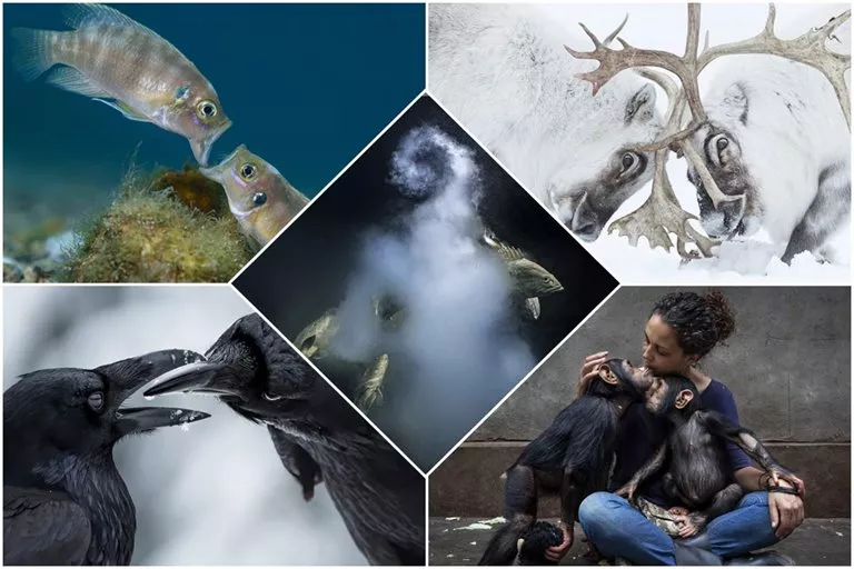 Winners Of The 2021 Wildlife Photographer Of The Year Competition