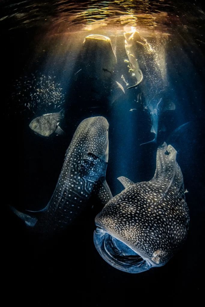 Annual Underwater Photographer Competition of the Year