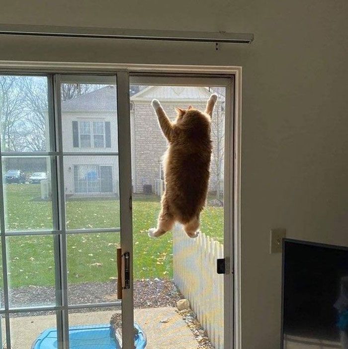 Cat hanging from the window