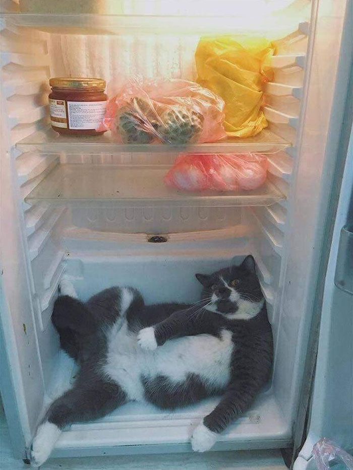 Cat in the refrigerator