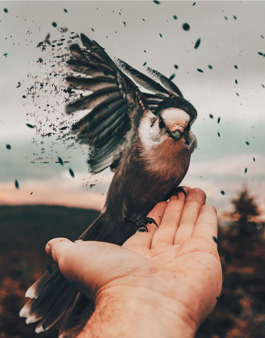 Digital art / sparrow on hand