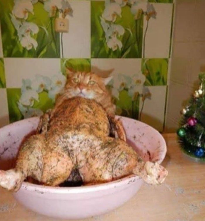 Grilled cat and chicken
