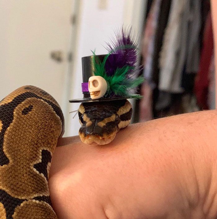 Hat snakes on the head
