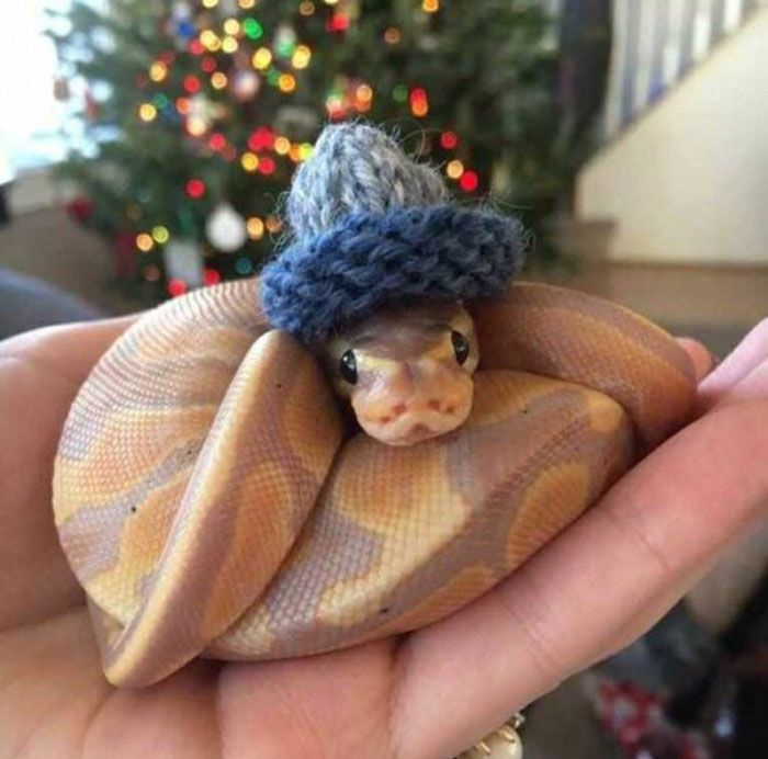 Hat snakes on the head