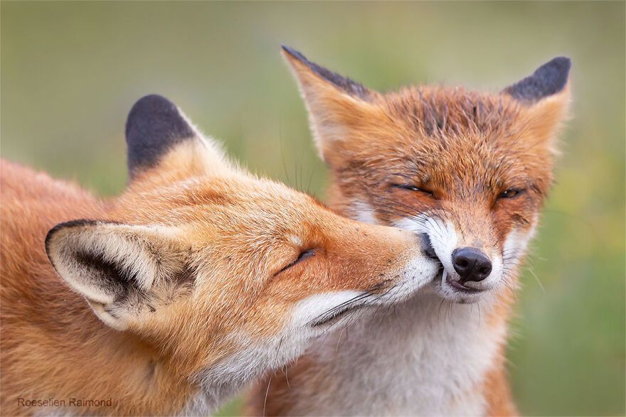 Love in the realm of foxes
