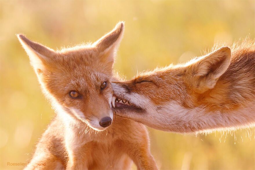 Love in the realm of foxes