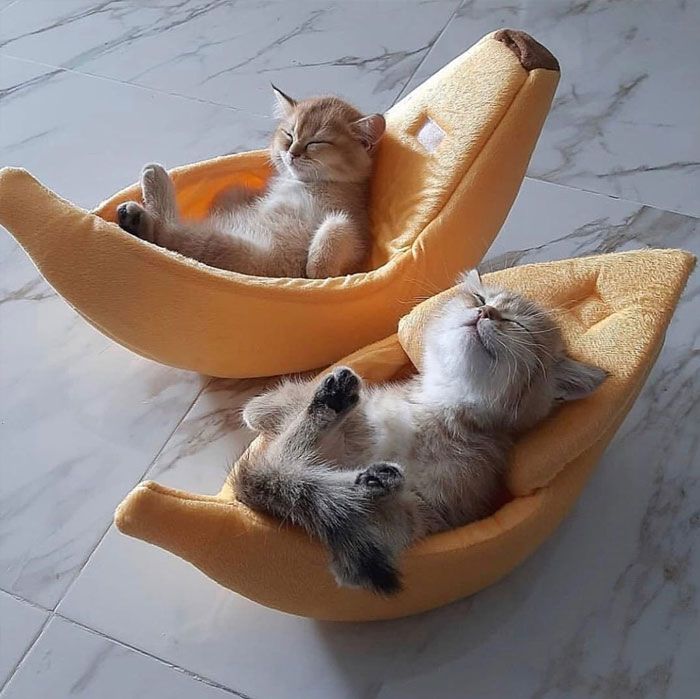 Sleeping kitten - banana bed