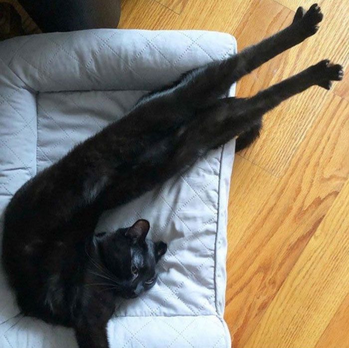 The black cat is stretching