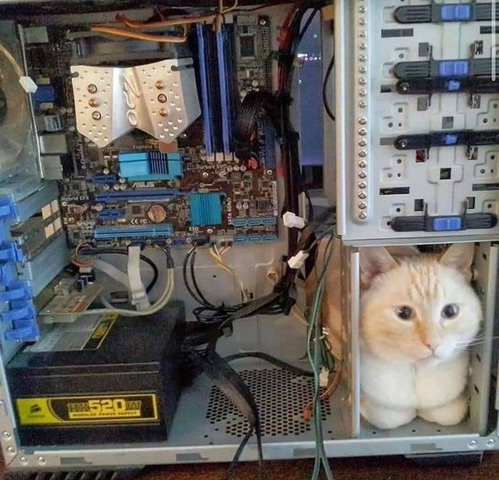 The cat in the computer case