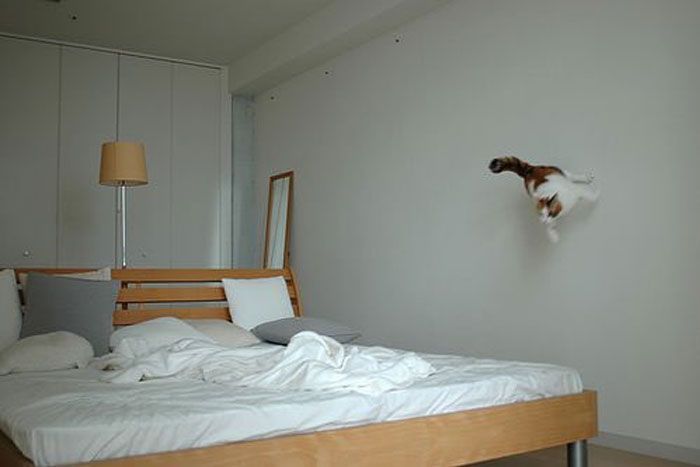 The cat is jumping on the bed
