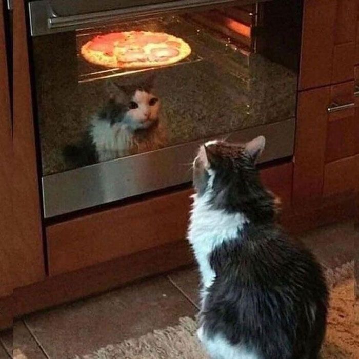 Waiting for the cat in front of the pizza oven