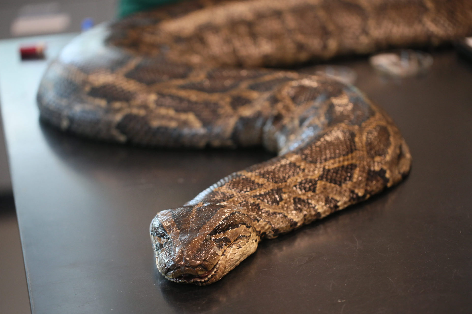 100 kg Florida python on the table