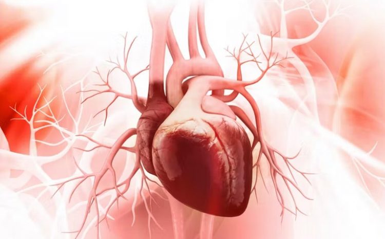 How Does The Human Heart Rebuild And Repair Itself?