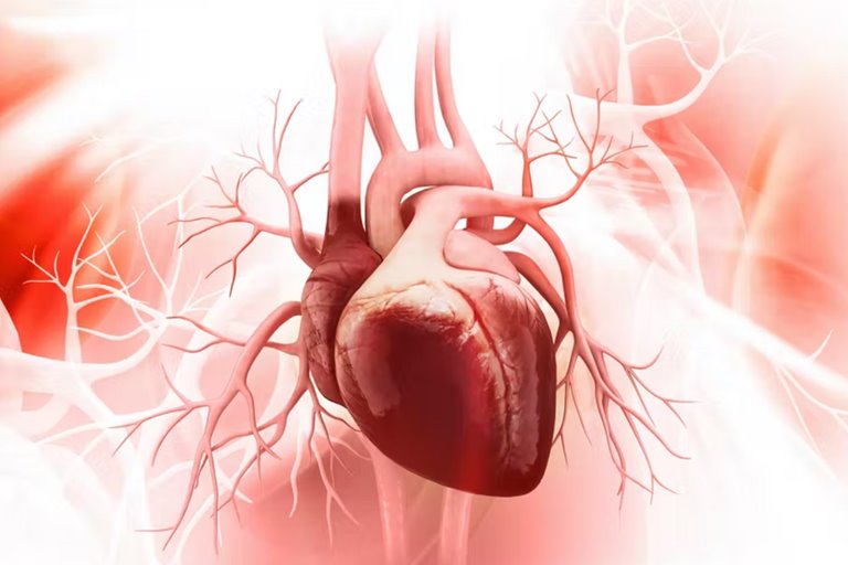How Does The Human Heart Rebuild And Repair Itself?