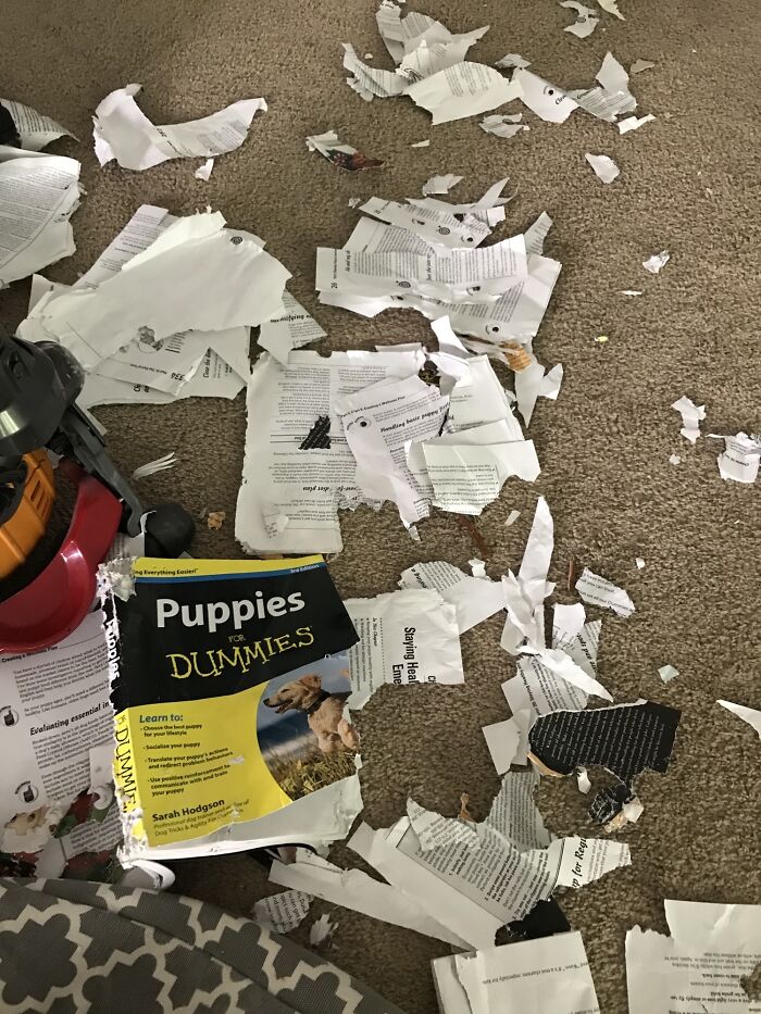 A torn book-dog