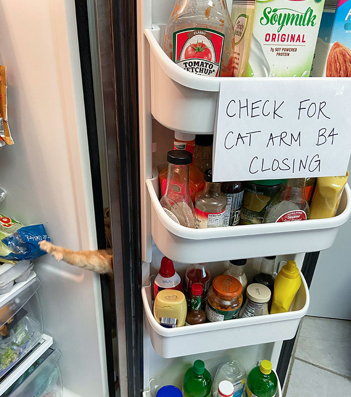 Cat-filled refrigerator