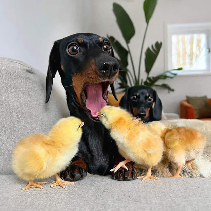 Sausage dogs and golden chickens