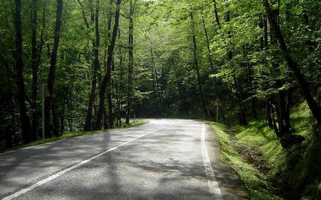 The dark and dense road of Ramsar Dalkhani forest trees
