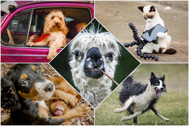 2022 Pet Photography Comedy Contest Finalists