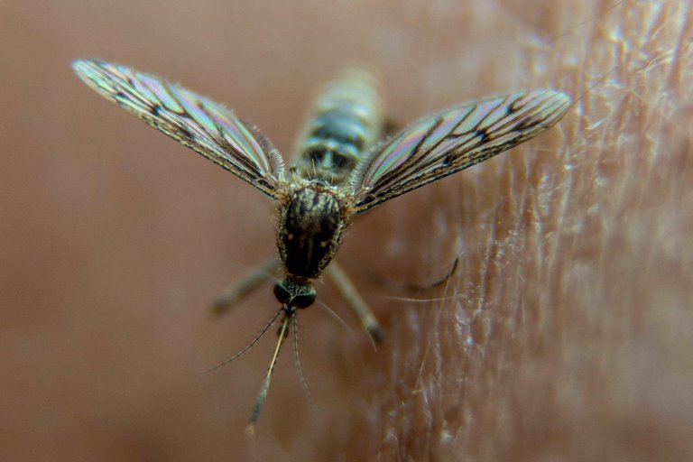 How Do Some Viruses Make Humans Smell More Attractive To Mosquitoes?